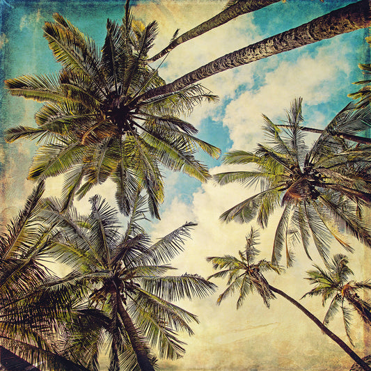 Kauai Island Palms