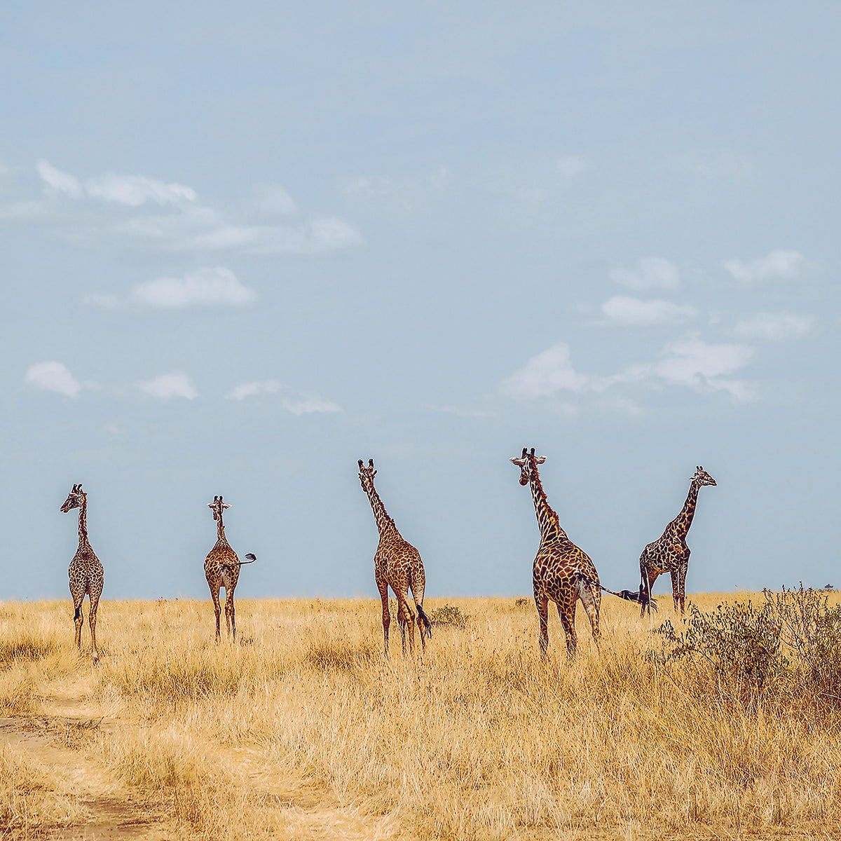 Safari Five