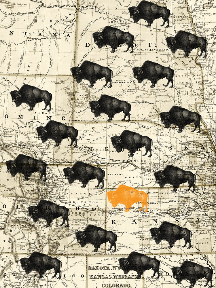 Where the Buffalo Roams