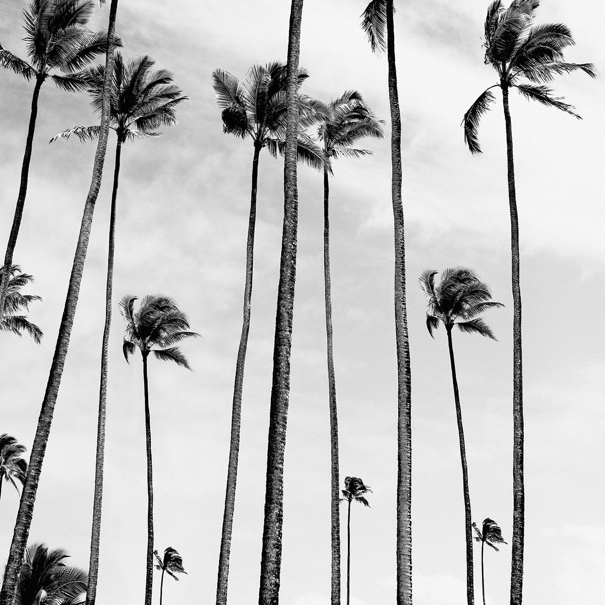 Coconut Palms II B&W