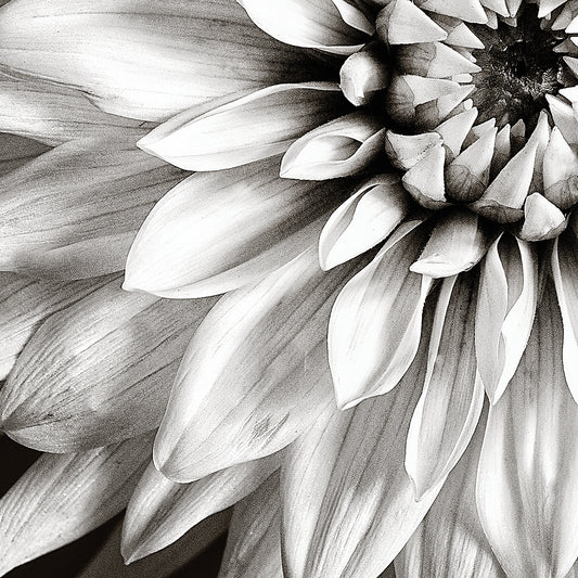 Dahlia in Black & White Canvas Art