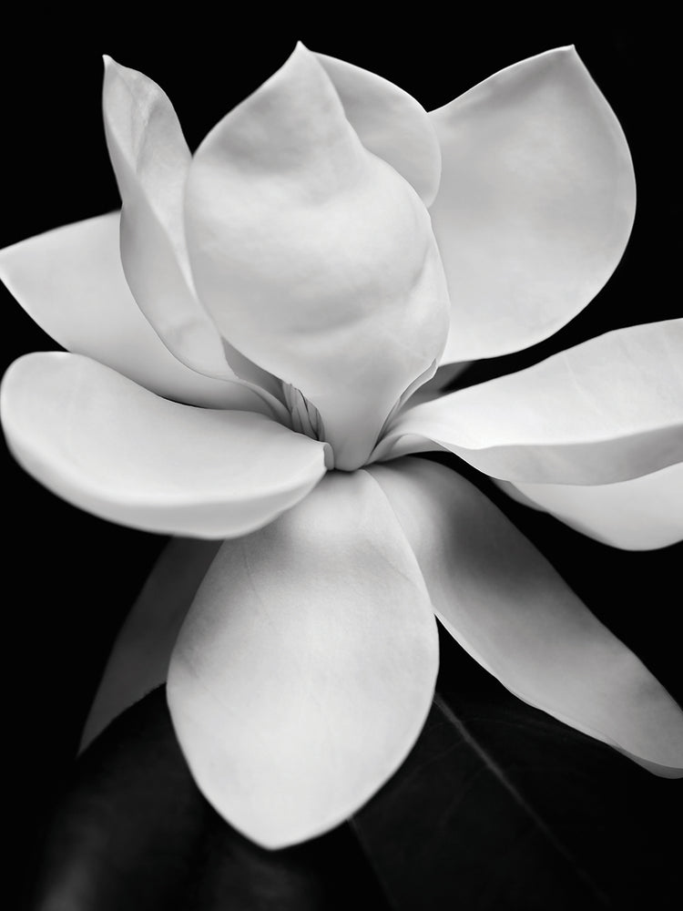 Magnolia I