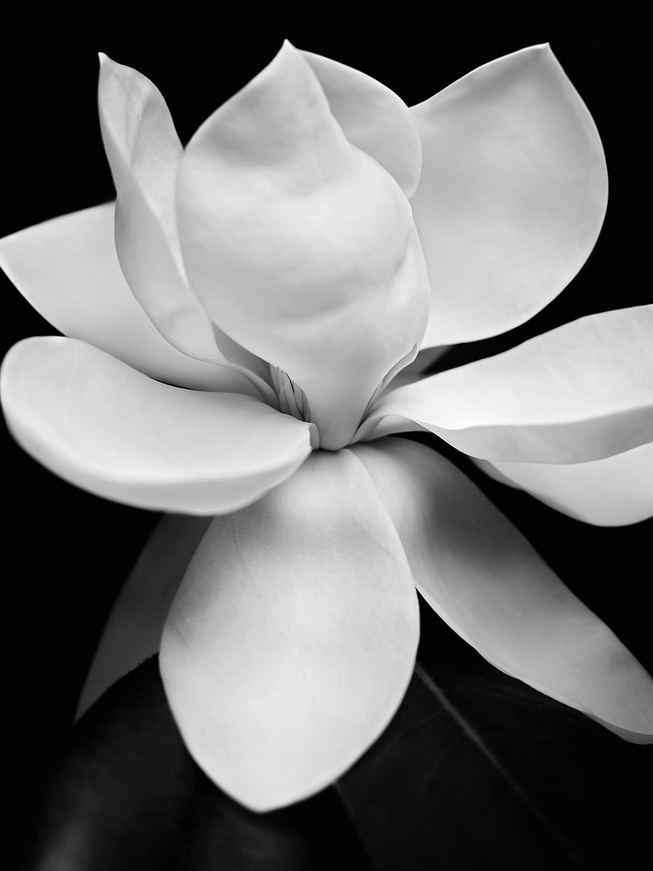 Magnolia I