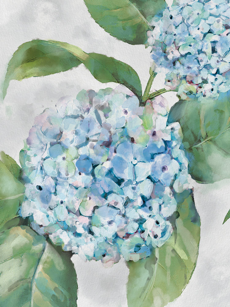 Hydrangea Portraits I