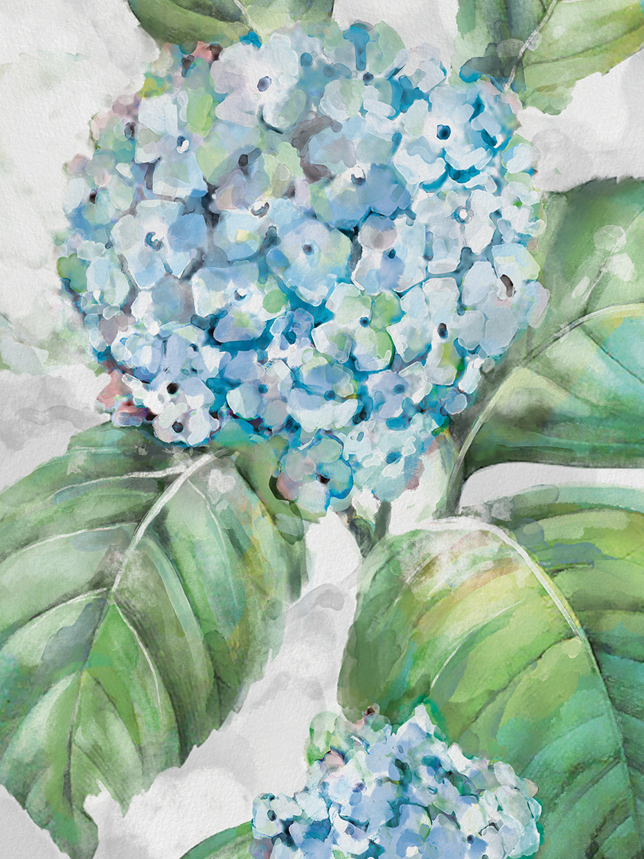 Hydrangea Portraits II