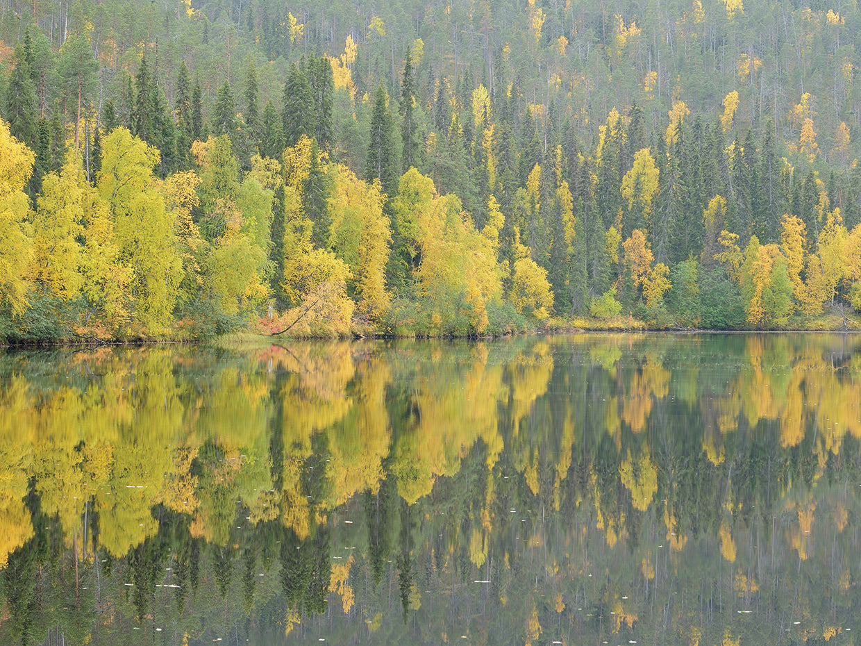 Mirrored Reflections