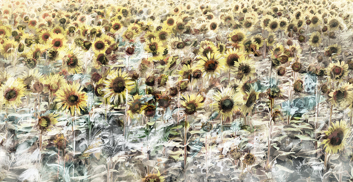 Sunflower Meadow