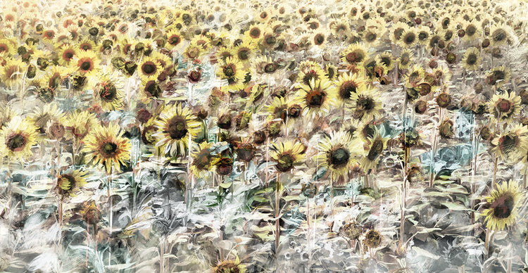 Sunflower Meadow