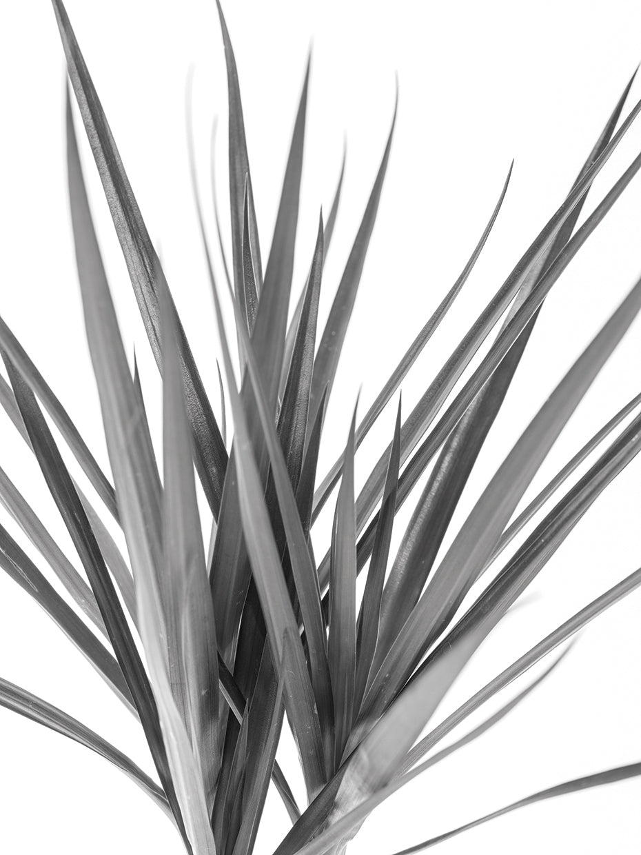 Dracaena Noir