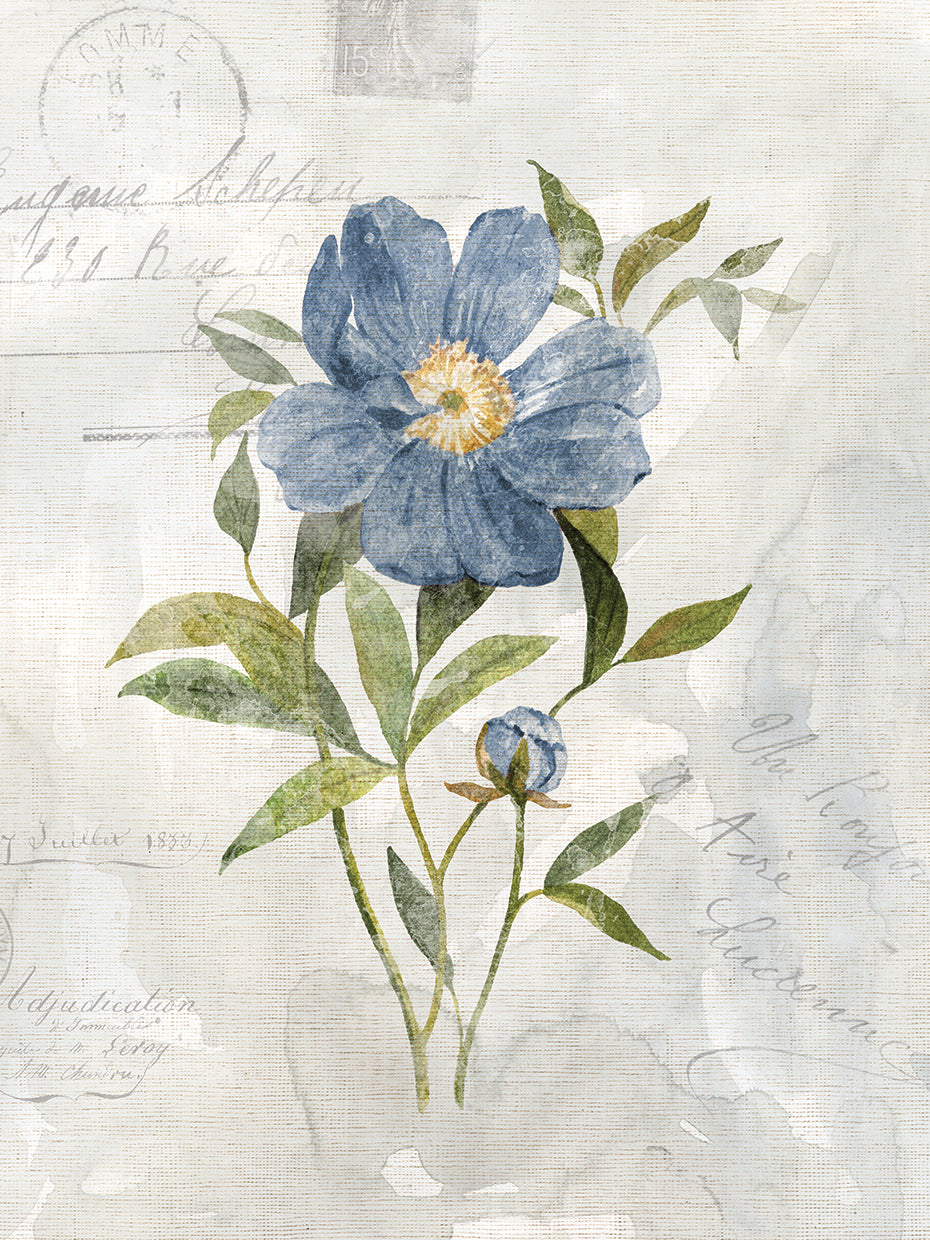 Blue Linen Peony by Carol Robinson - top quality wall art work on large canvas & framed canvas prints