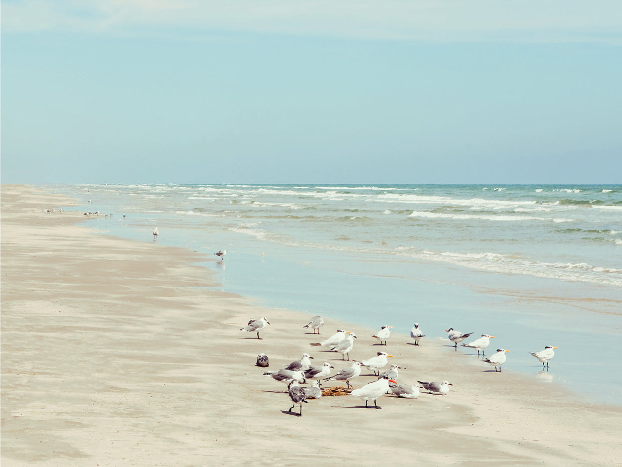 Padre Island Shore Birds