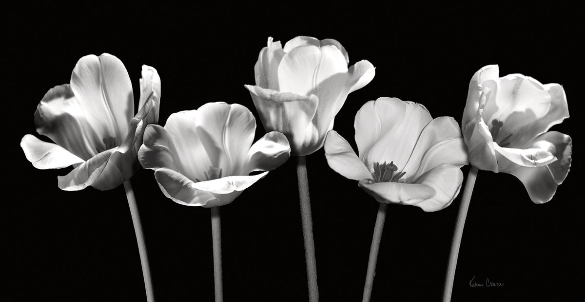 Tulips at Night