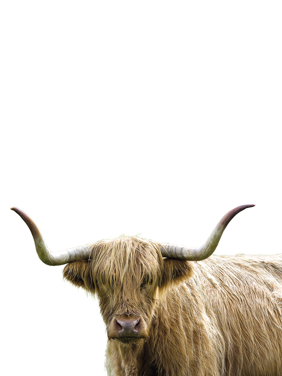 Bonny Bovine