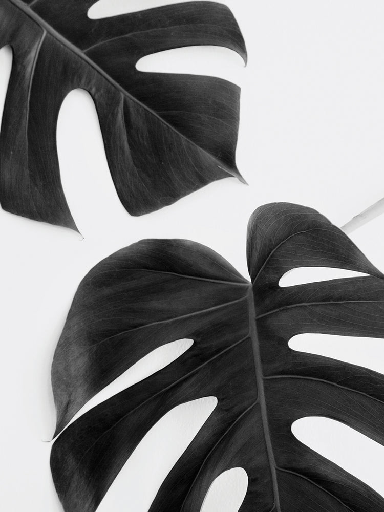 Monstera Duet Noir Irene Suchockis