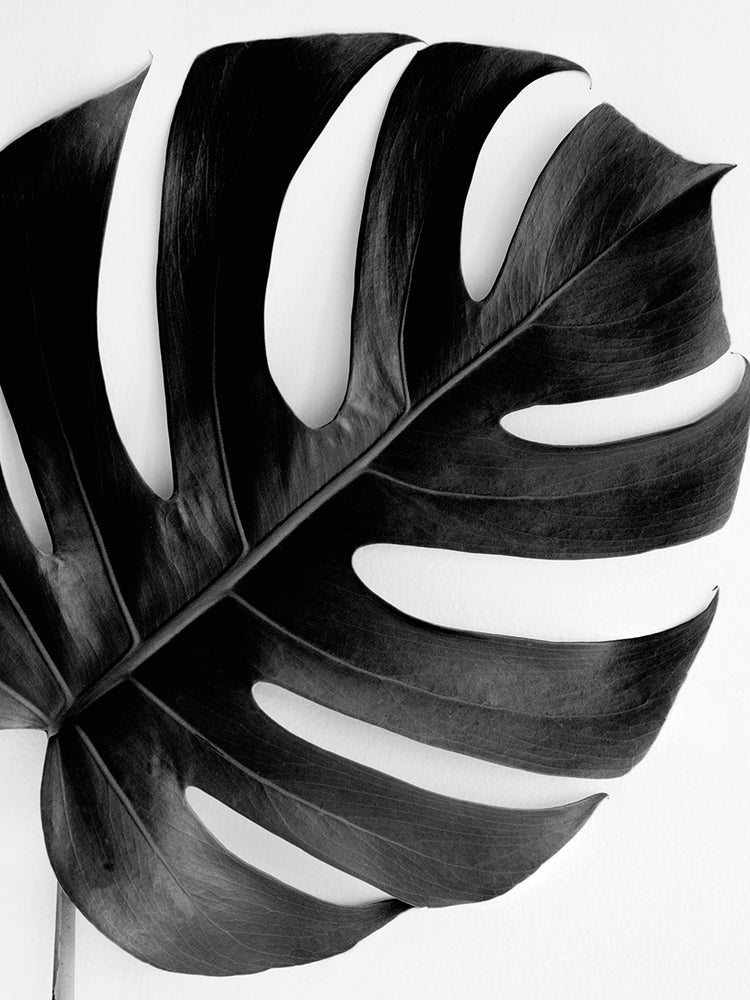 Monstera Solo Noir Irene Suchockis