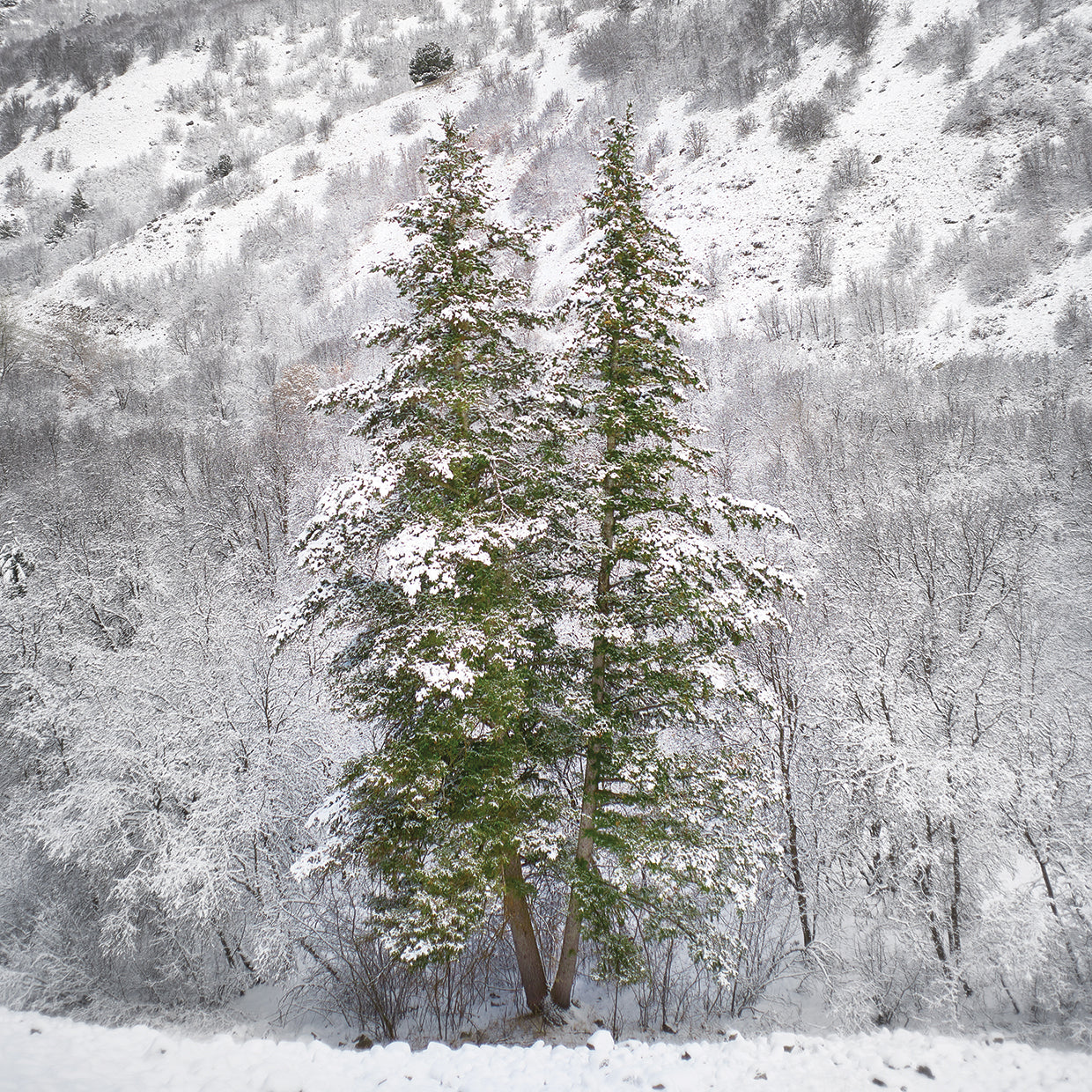 Snow Trees