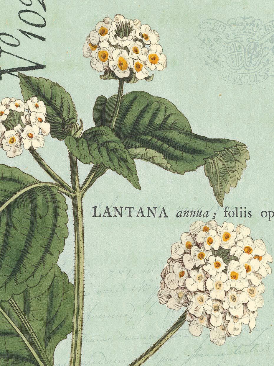 Botanique Bleu I