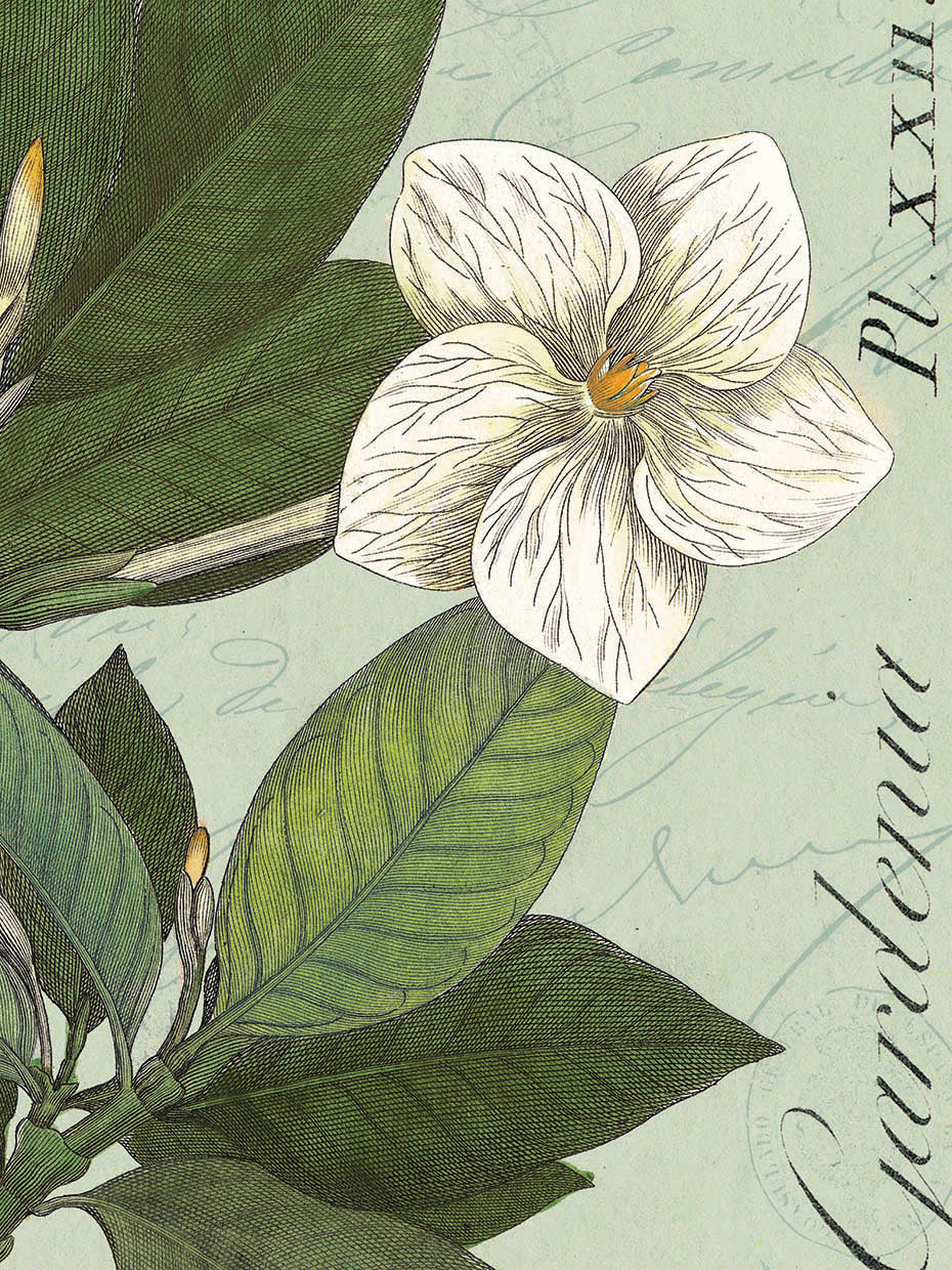 Botanique Bleu III