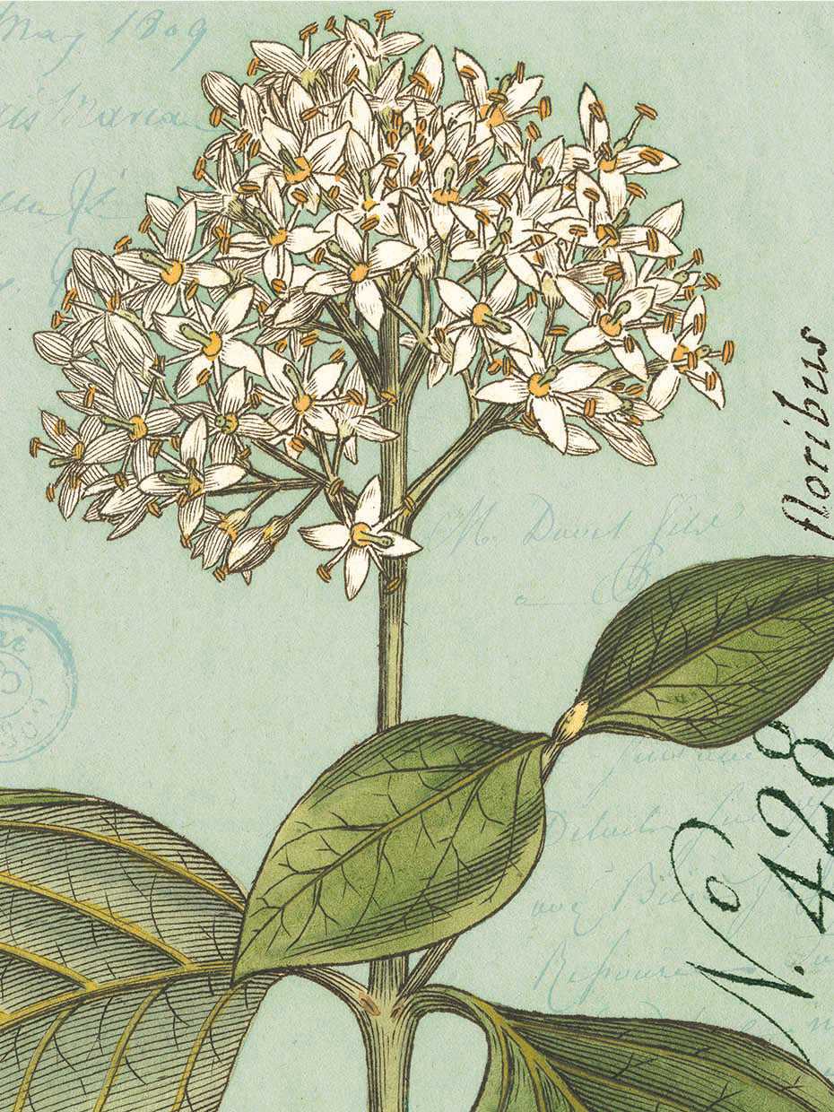 Botanique Bleu IV