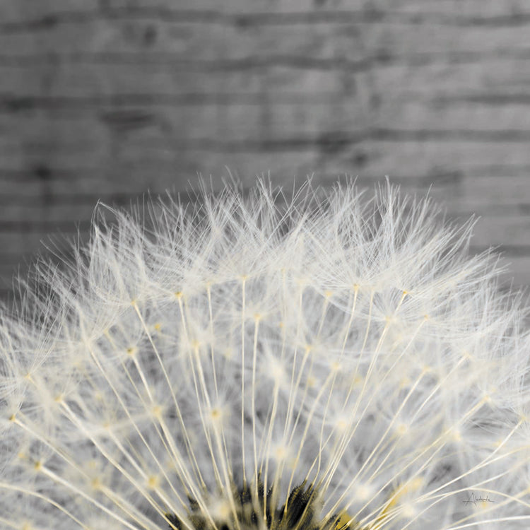 Delicate Dandelion
