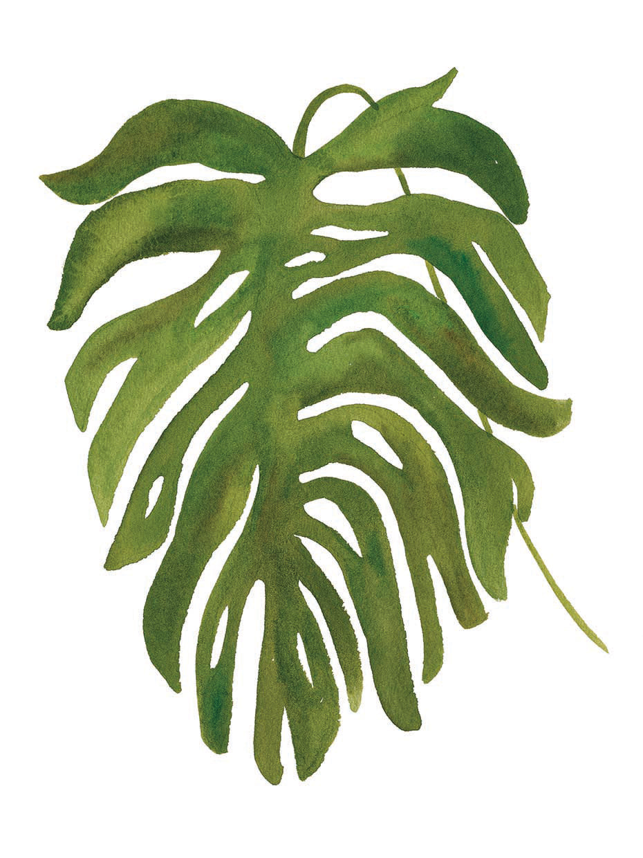 Tropical Palm II