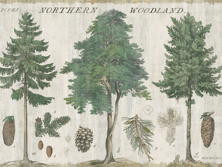 Woodland Chart I