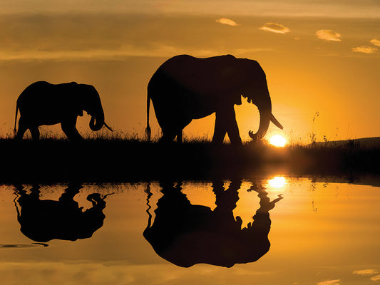 Elephants at Sundown