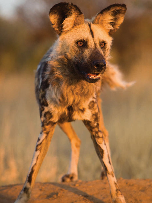 Hyena Stare