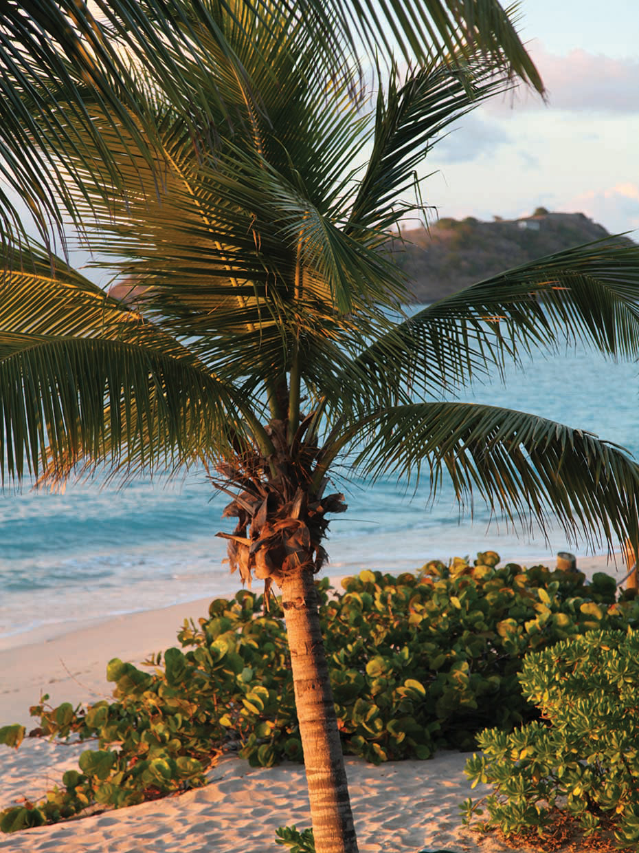 Sunset Palms I