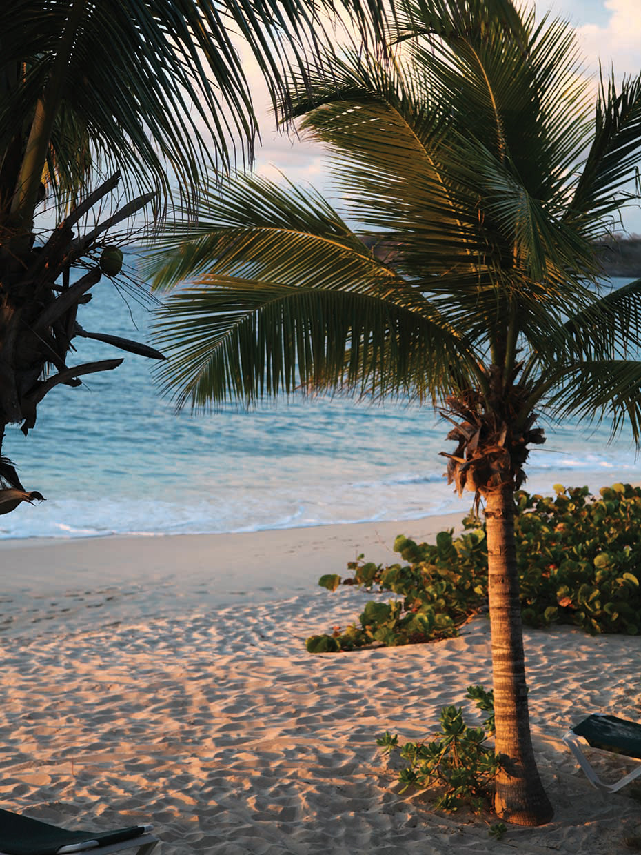 Sunset Palms II