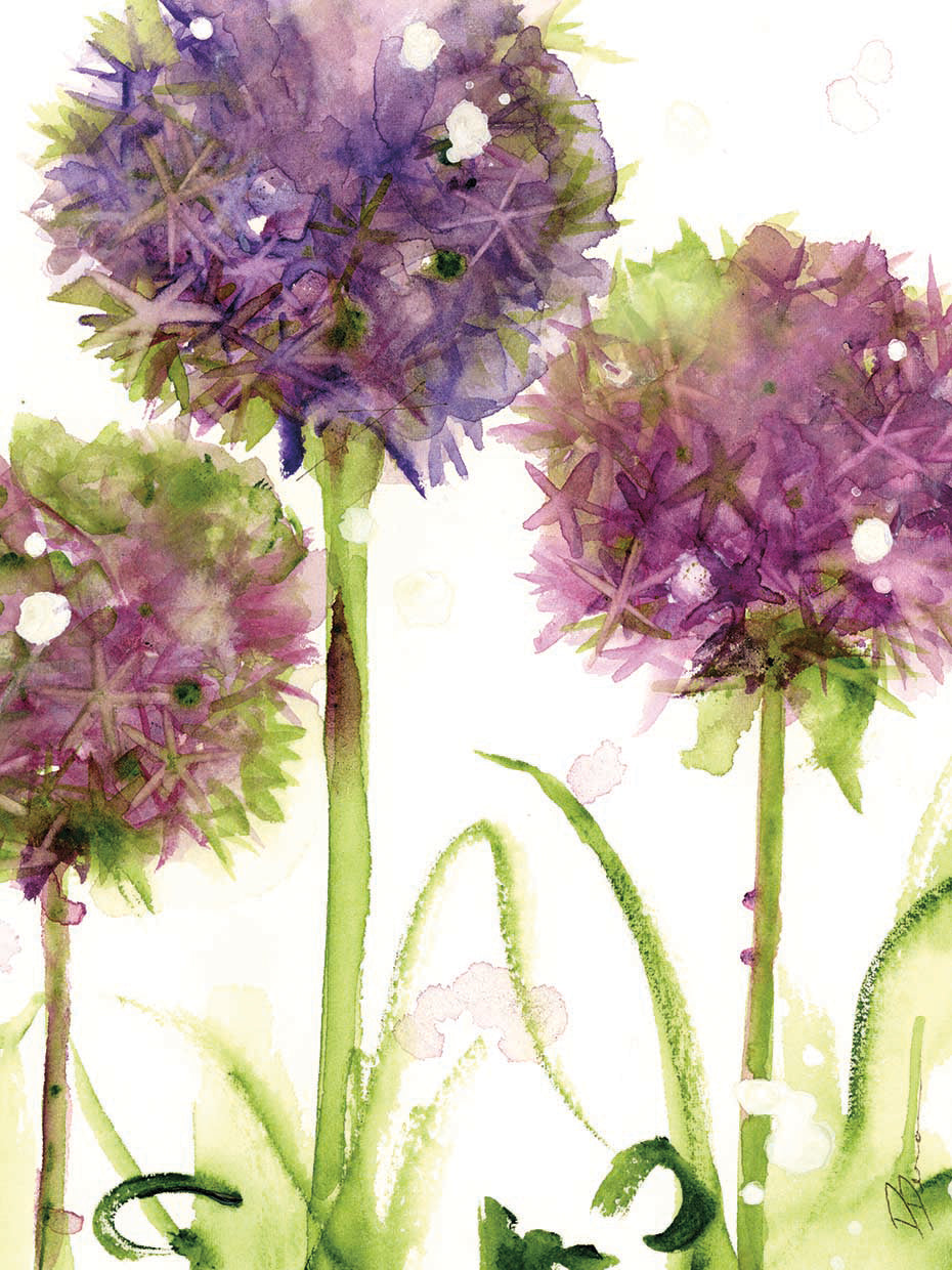 Alliums