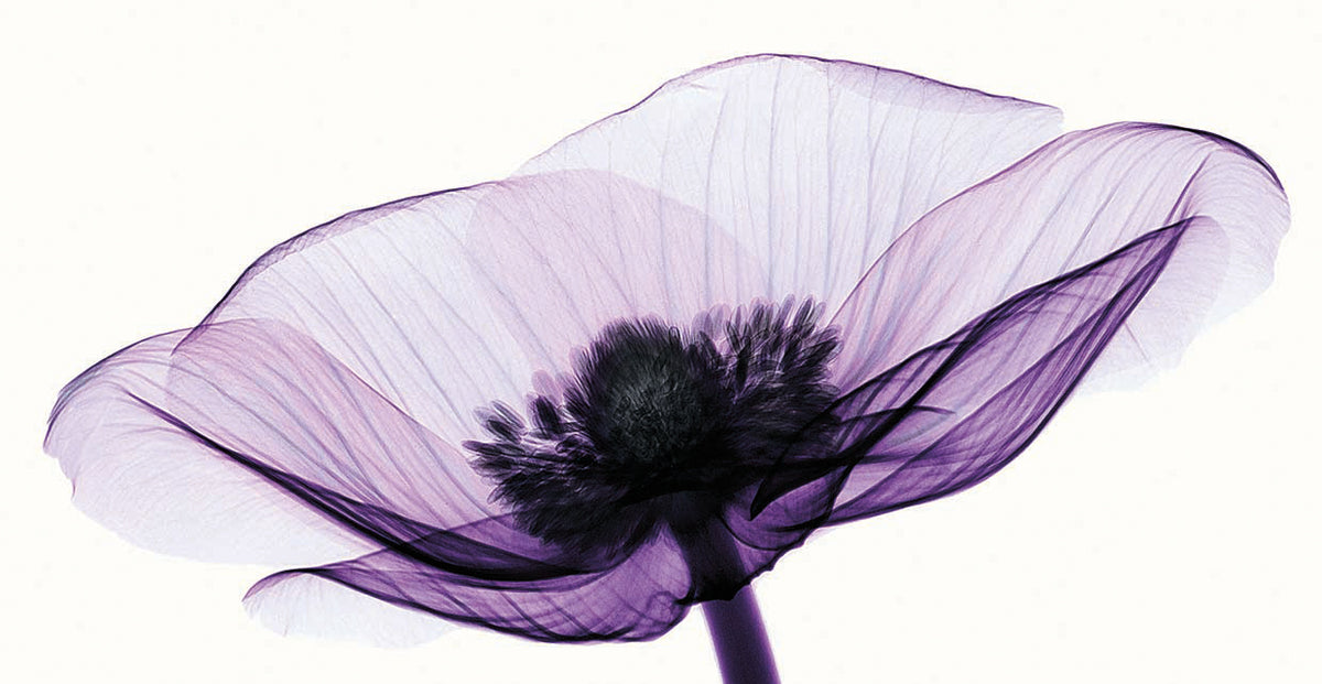 Anemone II