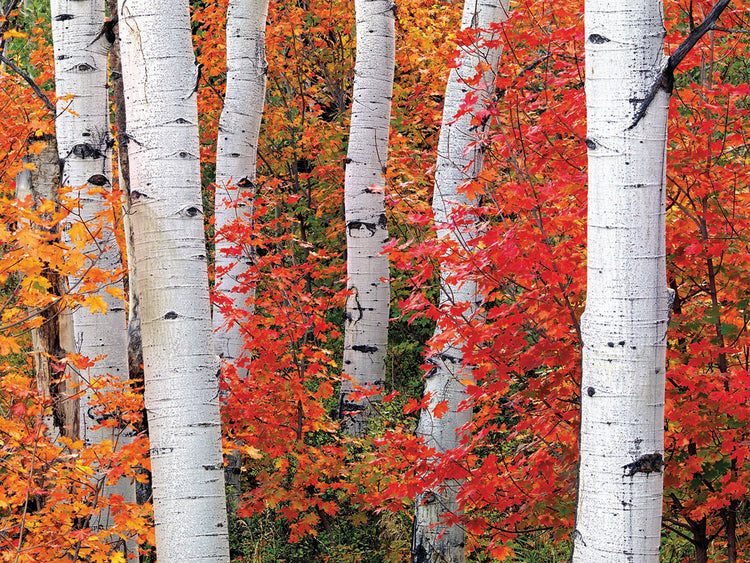 Aspens and Maples