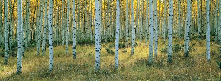 Aspens, Ashley