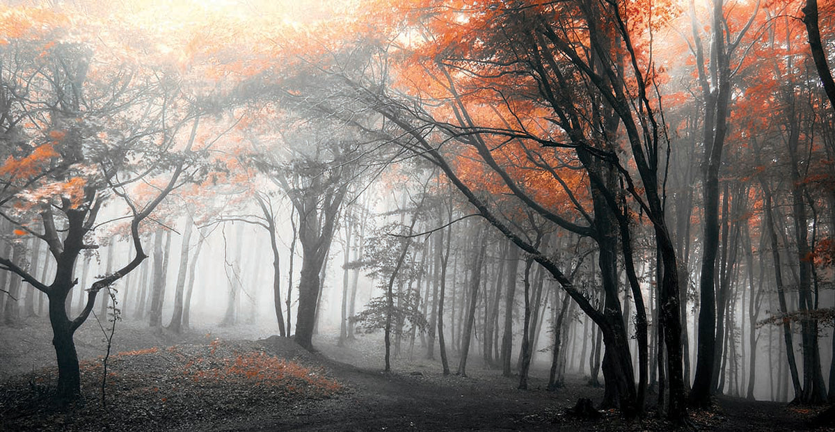 Autumn Woods