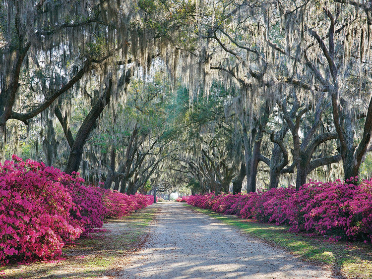 Azaleas, Bonaventure