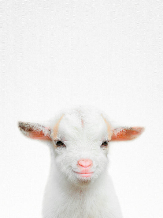 Baby Goat Canvas Print