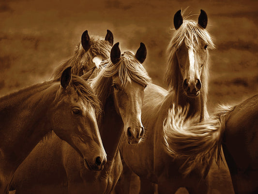 Bad Girls by Tony Stromberg is a graceful and enduring equine fine art photo printed on canvas or framed canvas