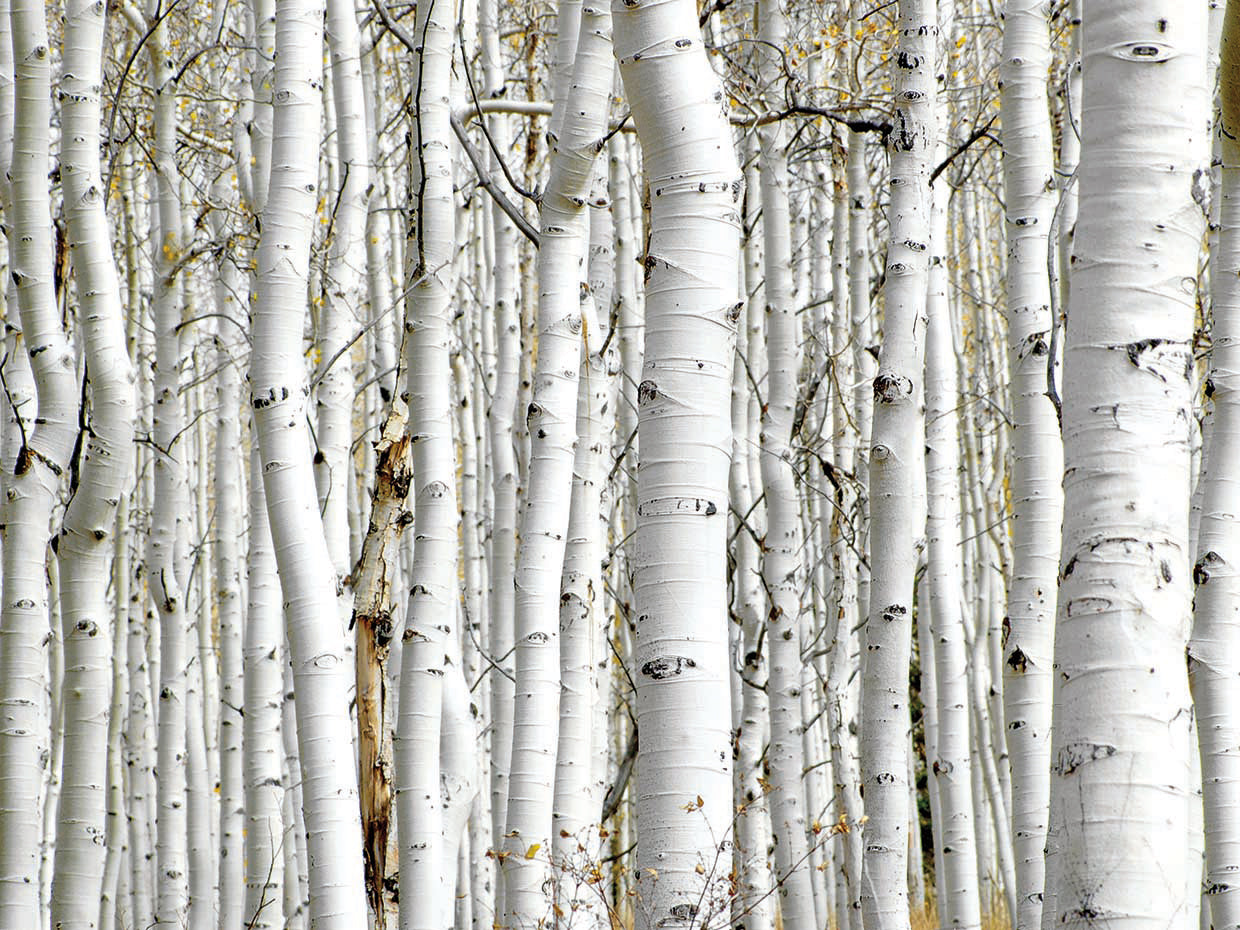 Birch Woods