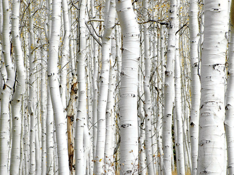 Birch Woods