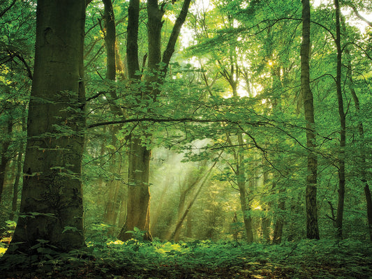 Breathe by Lars Van de Goor is an enchanting forest landscape fine art photo printed on canvas or framed canvas
