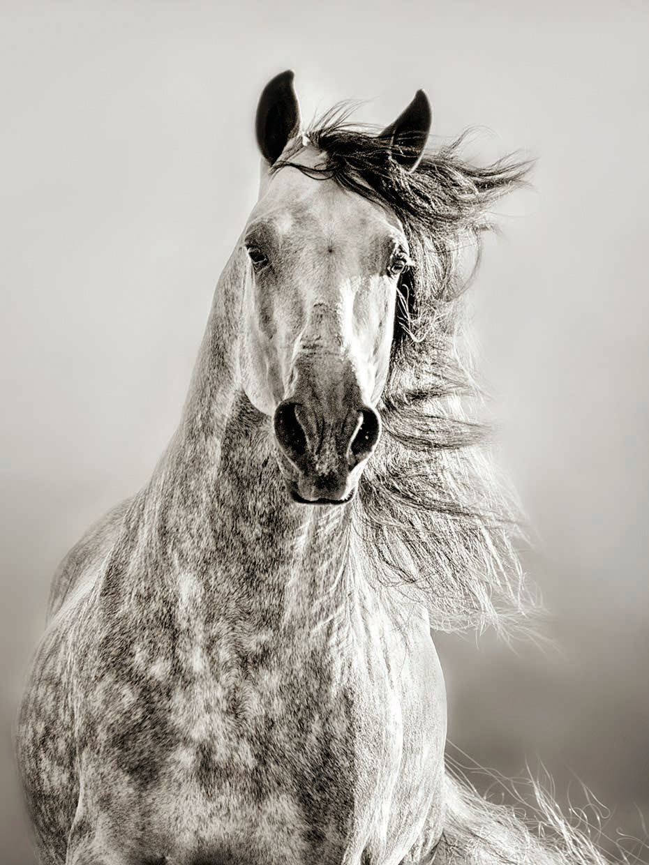Caballo de Andaluz