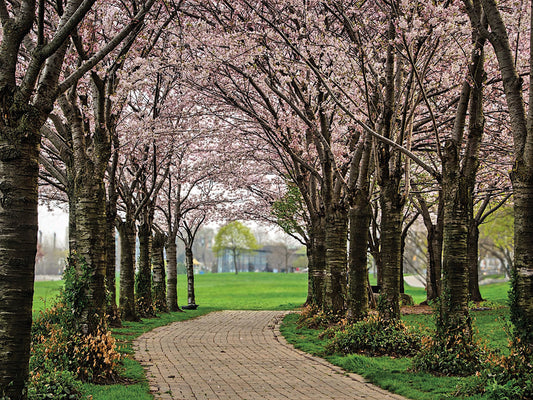 Cherry Blossom Path Canvas Art