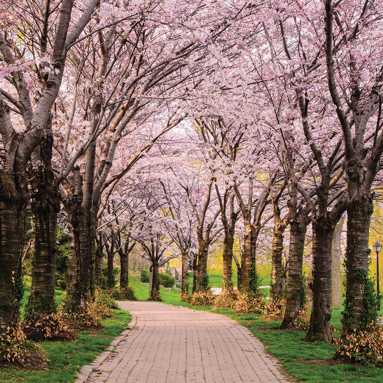 Cherry Blossom Trail