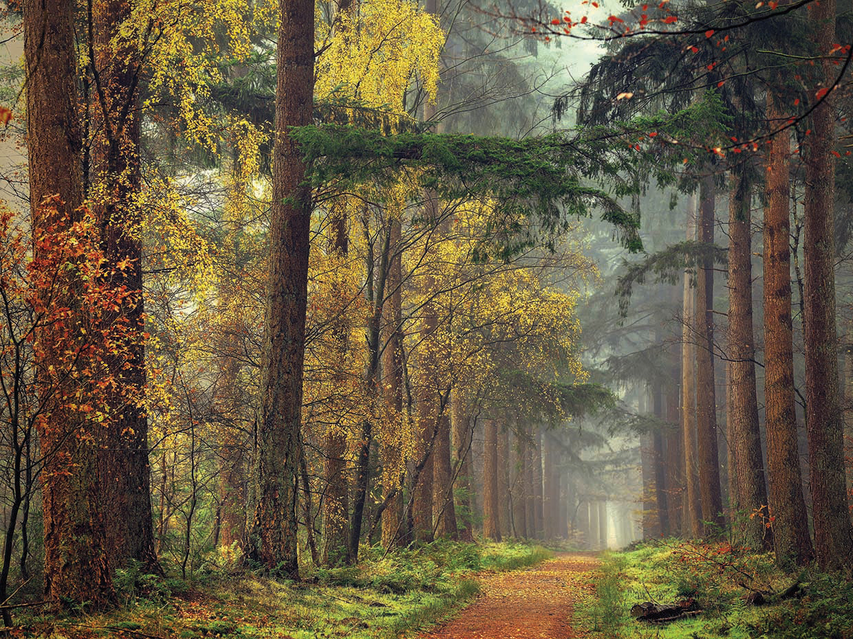 Colors of the Forest