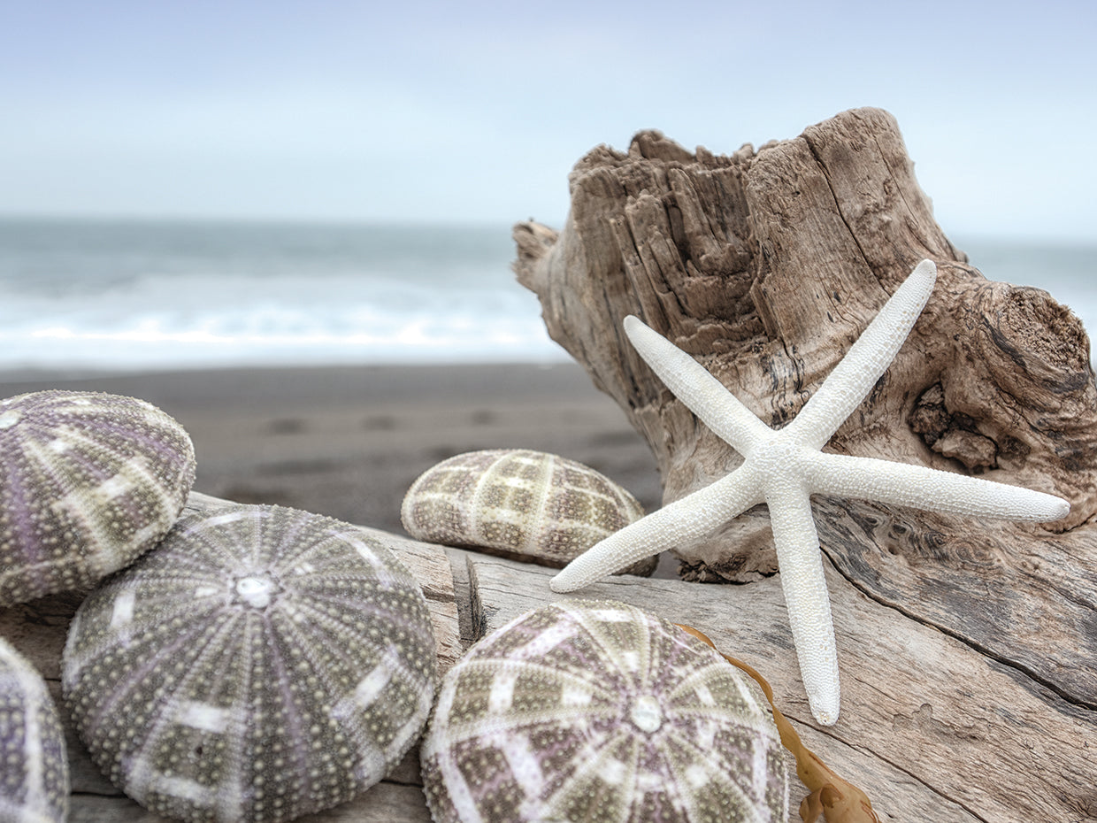 Crescent Beach Shells 5