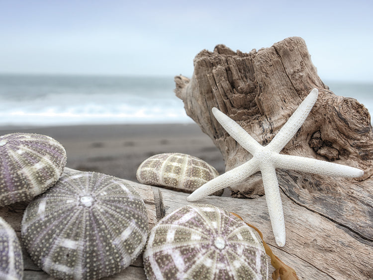 Crescent Beach Shells 5