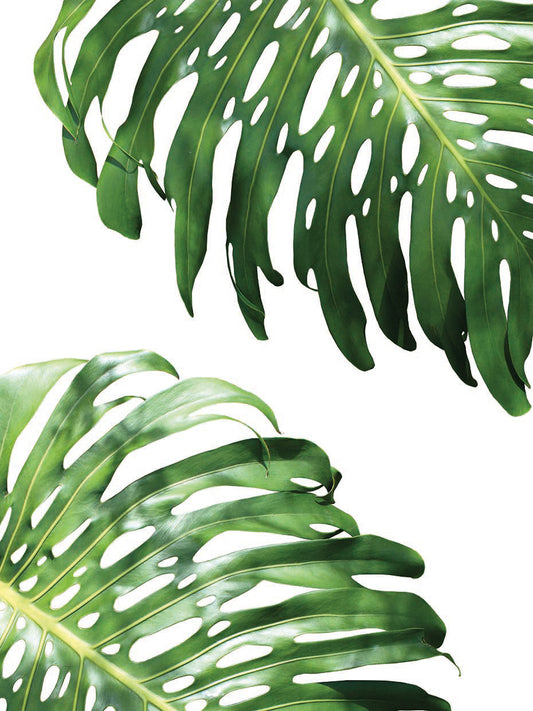 Double Philodendron (color)