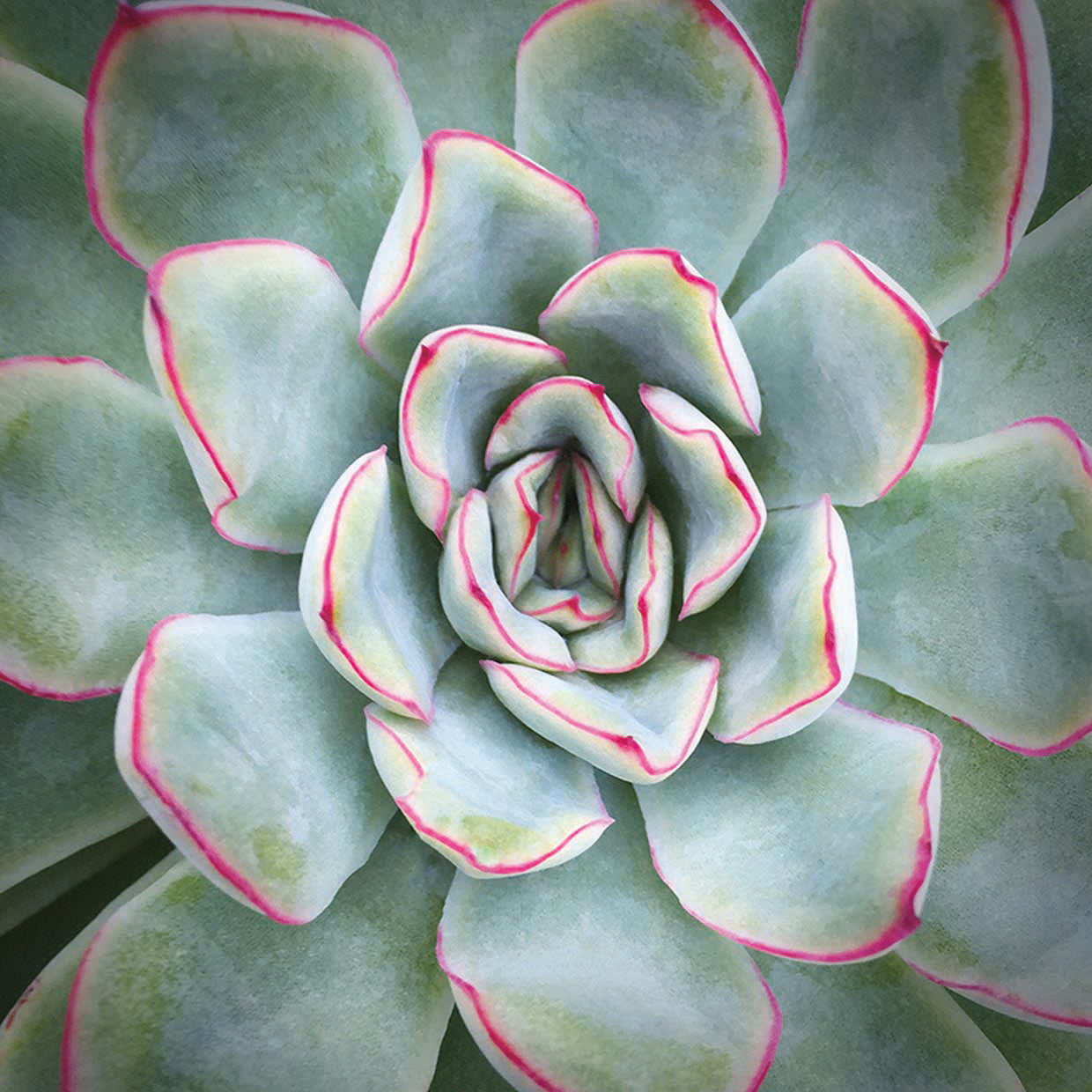 Edged in Red