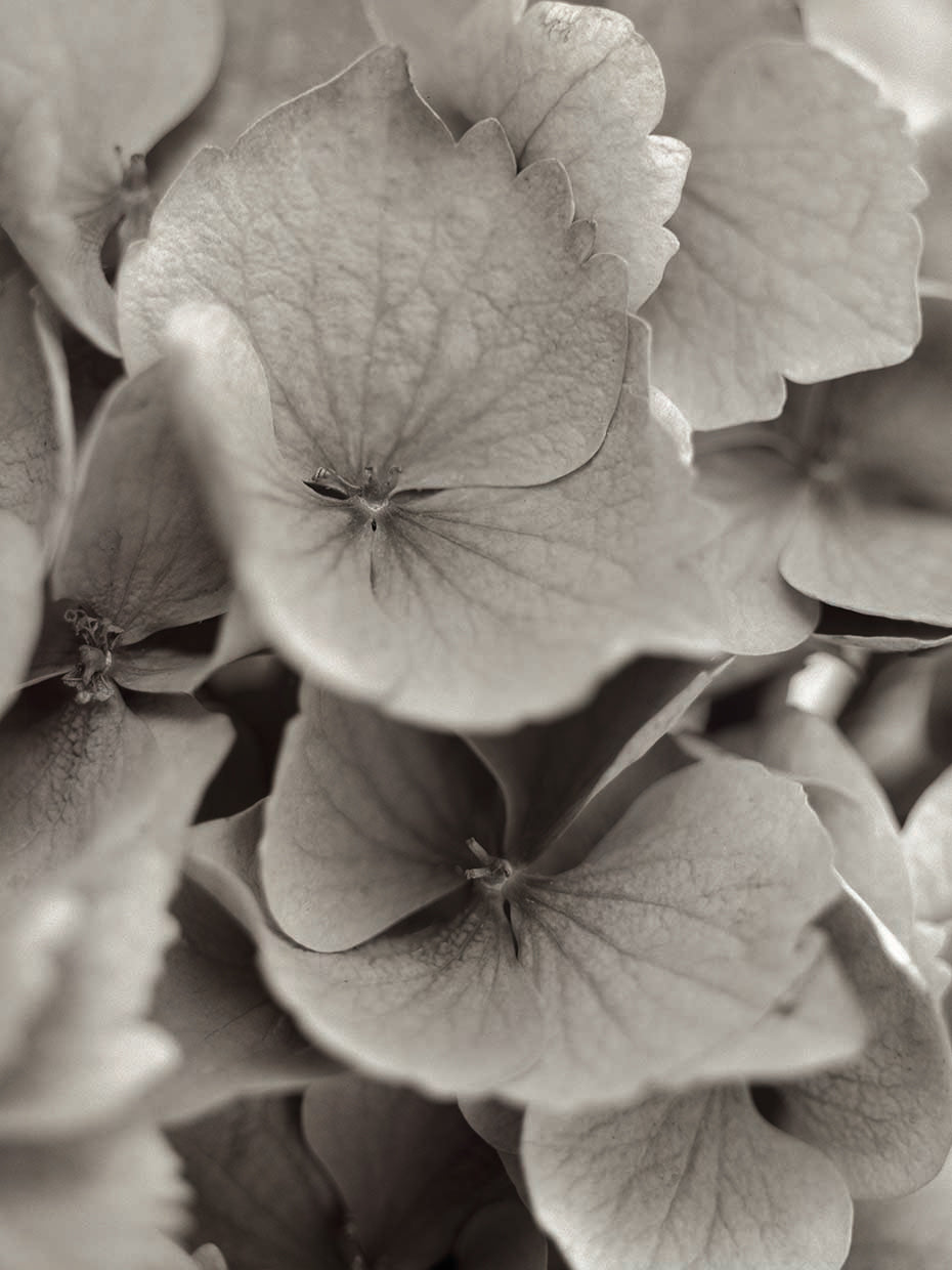 Florison #1